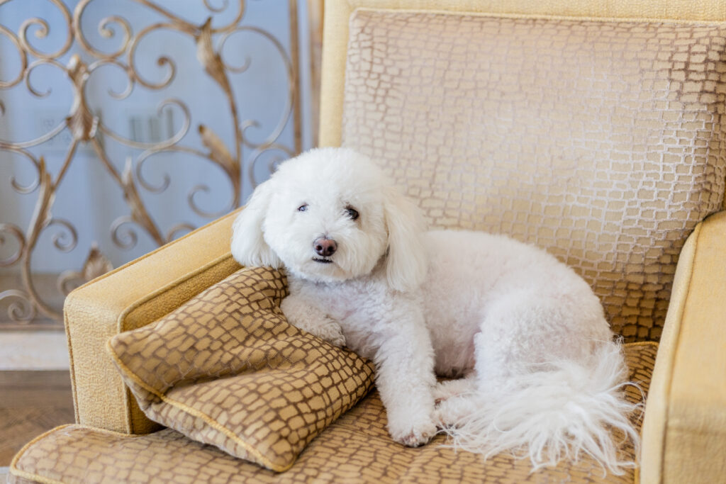 Bridal suite_ photo of bride's white dog