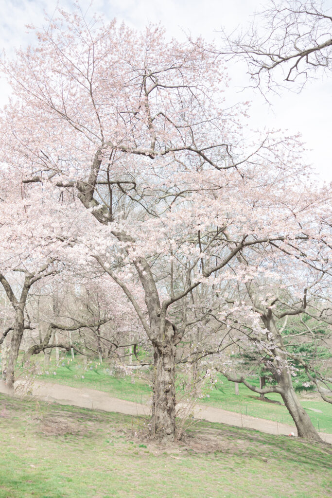 Cherry Blossom Trees