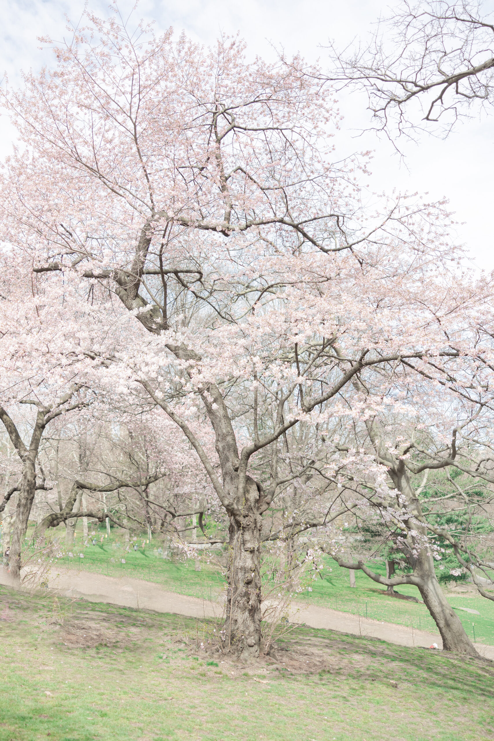 Cherry Blossom Trees at Central Park NYC